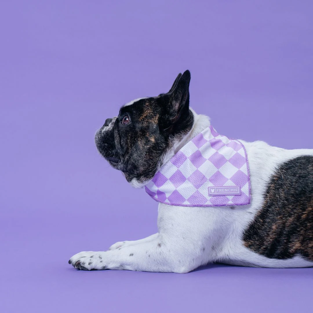 Frenchie Cooling Bandana - Lavender - Image 4