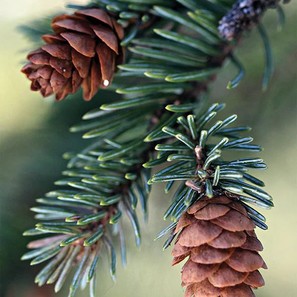 Fresh Balsam Fir Candle - Image 3