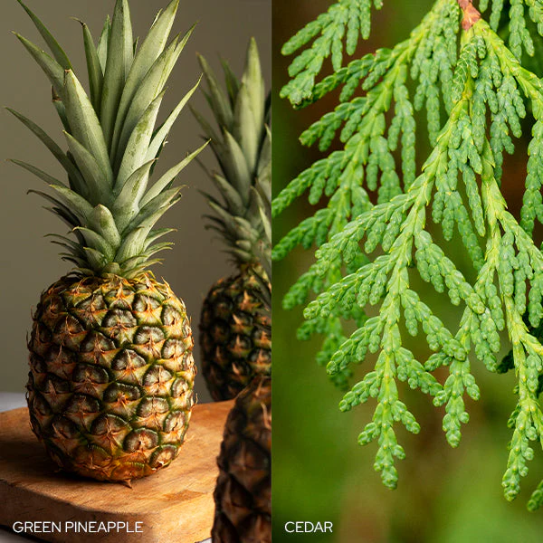 Fresh Balsam Fir Candle - Image 4