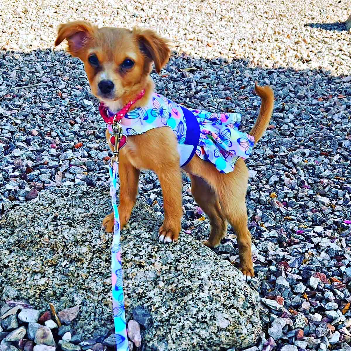 Purple Butterfly Dog Dress with Matching Leash - Image 3